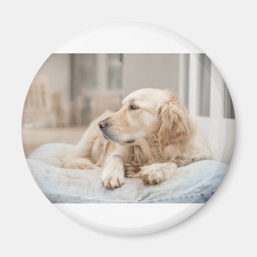 Aimant 34137641_xxl (Devant)