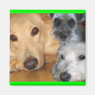 Aimant 3 chienchiens verdissent l'aimant de cadre