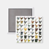 Aimant 49 poules de poulet (Recto/Verso)