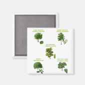 Aimant 5 Arbres (Recto/Verso)
