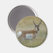 Aimant A1 Pronghorn Antelope (Recto/Verso)