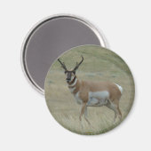 Aimant A33 Pronghorn Antelope Buck Crooked Horns (Recto/Verso)