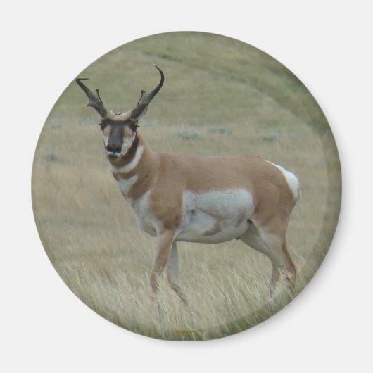 Aimant A33 Pronghorn Antelope Buck Crooked Horns (Devant)