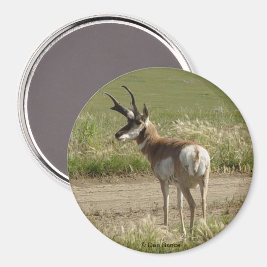 Aimant A39 Pronghorn Antelope Buck (Recto/Verso)