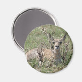 Aimant A7 Bébé Antilope Pronghorn (Recto/Verso)