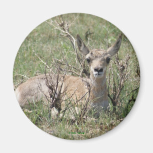 Aimant A7 Bébé Antilope Pronghorn