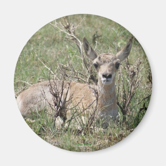 Aimant A7 Bébé Antilope Pronghorn (Devant)