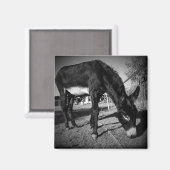 Aimant à âne (Recto/Verso)