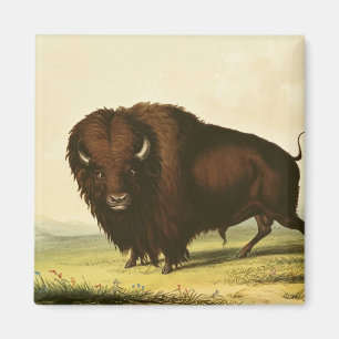 Aimant A Bison, vers 1832
