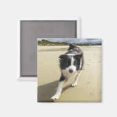 Aimant A Border Collie Dog Running (Recto/Verso)