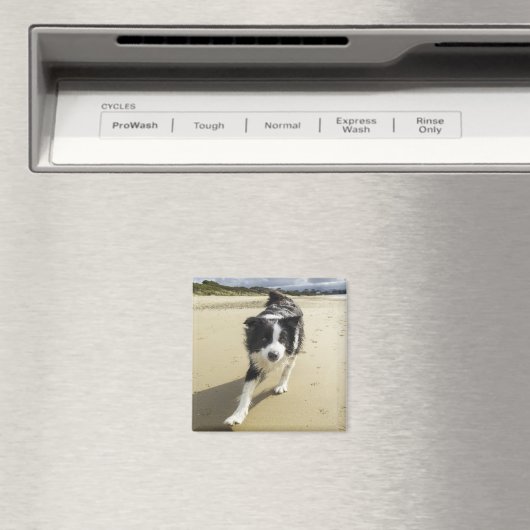 Aimant A Border Collie Dog Running (In Situ (Lave-vaisselle))