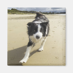 Aimant A Border Collie Dog Running