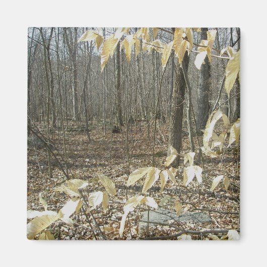 Aimant à bouleau d'hiver (Devant)