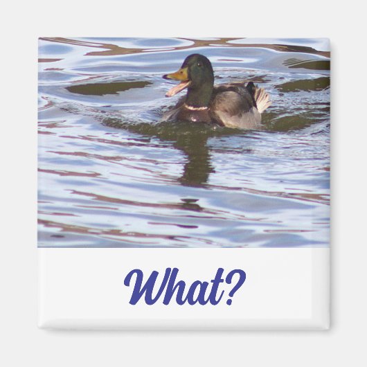 Aimant à canard Mallard (Devant)