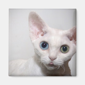 Aimant à chat blanc