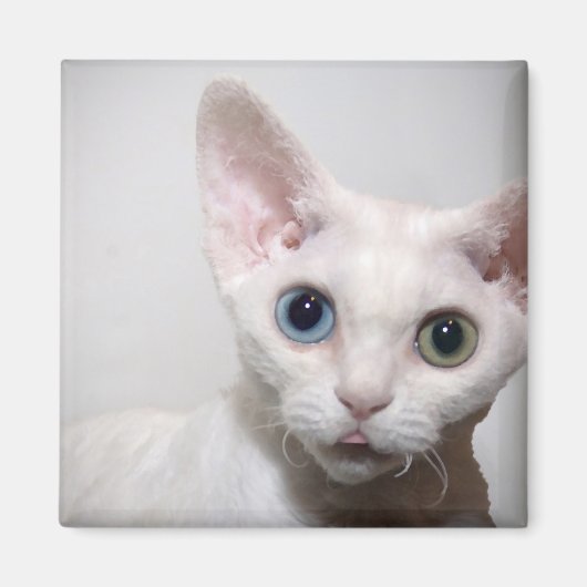 Aimant à chat blanc (Devant)