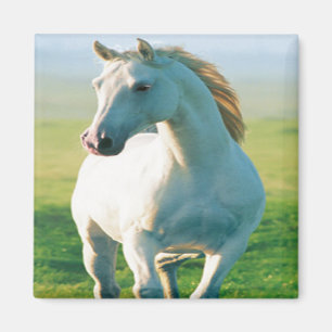 Aimant à cheval blanc