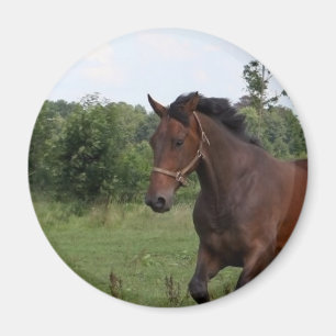 Aimant à cheval de la baie