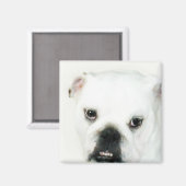 Aimant à chien taureau blanc (Recto/Verso)