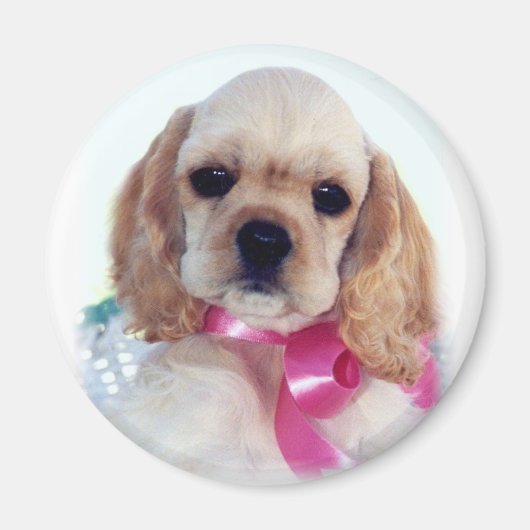 Aimant à chiot Buff Cocker (Devant)