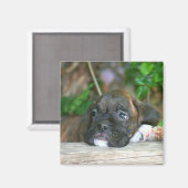 Aimant à chiot de boîte (Recto/Verso)