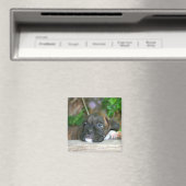 Aimant à chiot de boîte (In Situ (Lave-vaisselle))