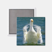 aimant à cliquet de canard (Recto/Verso)