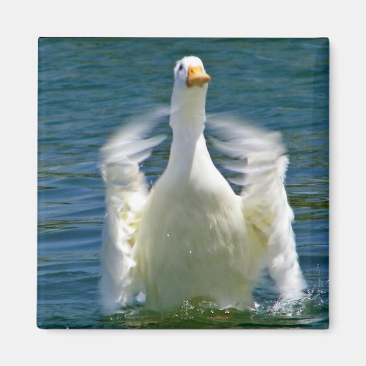 aimant à cliquet de canard (Devant)