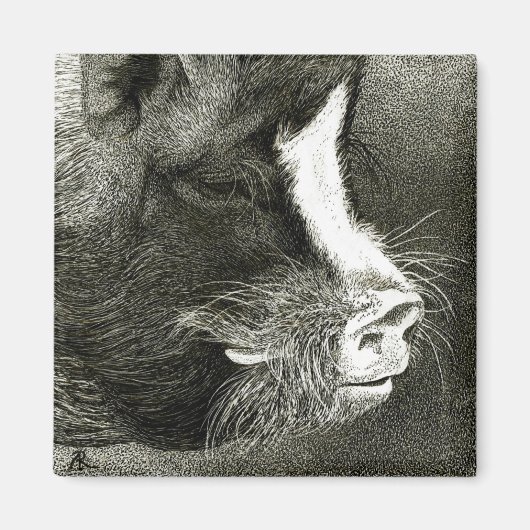 Aimant à cochon à ventre (Devant)
