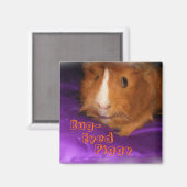 Aimant à cochon de Guinée (Recto/Verso)