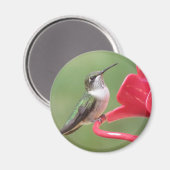 Aimant à colibri à gorge rubis (Recto/Verso)