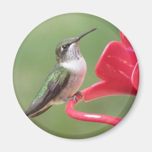 Aimant à colibri à gorge rubis (Devant)