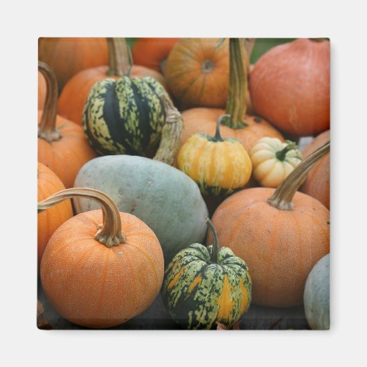 Aimant à courge d'hiver (Devant)