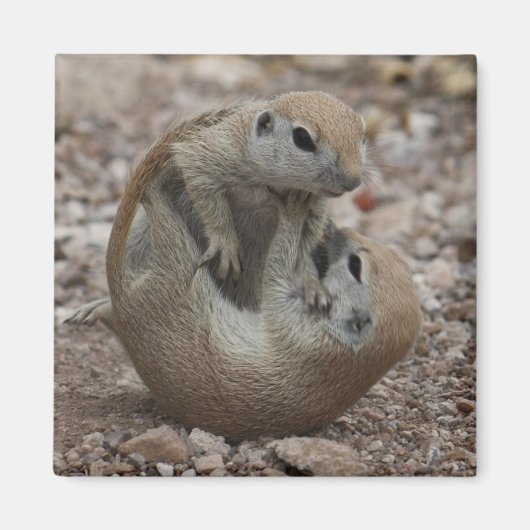 Aimant à crampe d'écureuil (Devant)