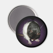 Aimant à cuite de rat (Recto/Verso)