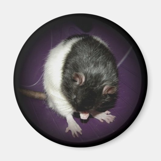 Aimant à cuite de rat (Devant)