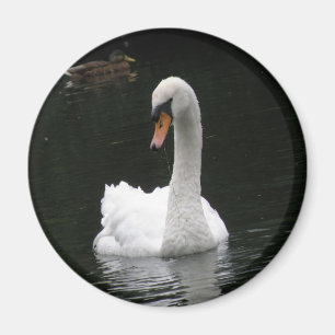 Aimant à cygne blanc