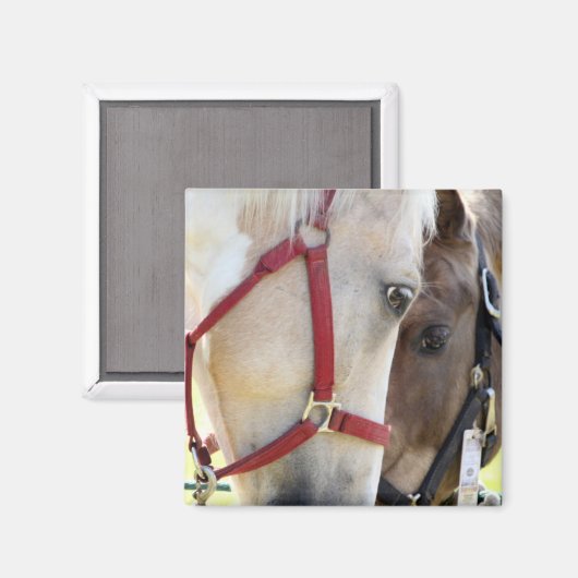 Aimant à deux chevaux (Recto/Verso)