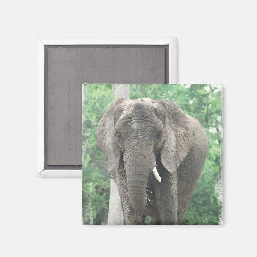 Aimant à éléphant usé (Recto/Verso)