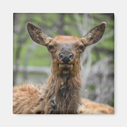 Aimant à Elk américain (Devant)