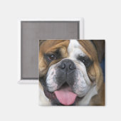 Aimant A English bulldog en Belgique. (Recto/Verso)