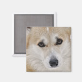 Aimant à face de Corgi (Recto/Verso)