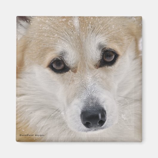 Aimant à face de Corgi (Devant)