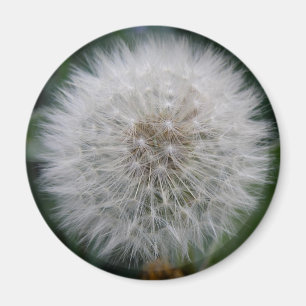 Aimant à fleur de candéon