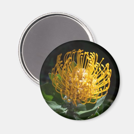 Aimant à fleur de coussin Exotique Jaune Protea (Recto/Verso)