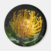 Aimant à fleur de coussin Exotique Jaune Protea (Devant)