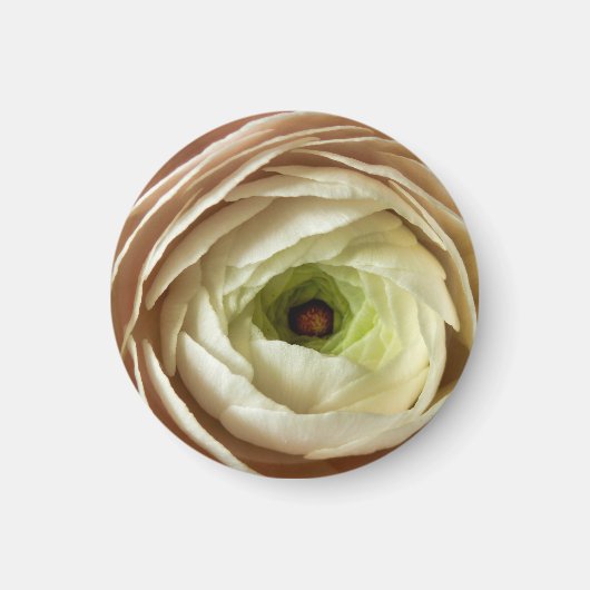 Aimant à fleur de Ranunculus (Devant)