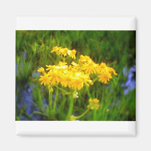 Aimant à fleur de tournesol (Devant)