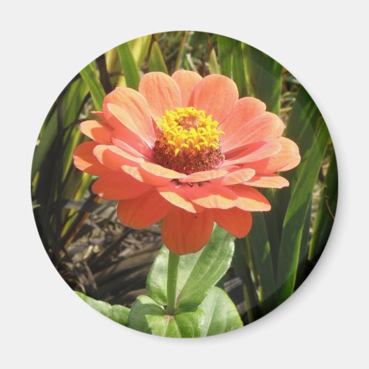 Aimant à fleur orange Zinnia (Devant)