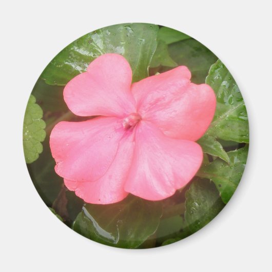 Aimant à fleur rose (Devant)